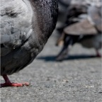 Pigeon Feet