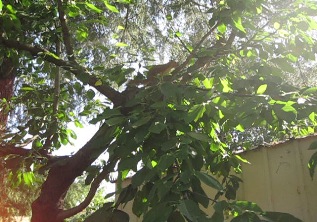 Squirel in the tree