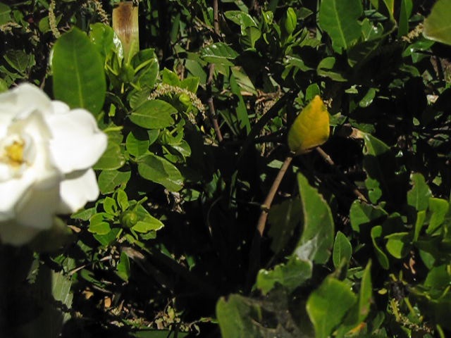 White flower