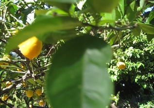 Lemon tree