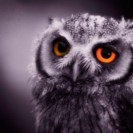 Eyes Of A Night Owl